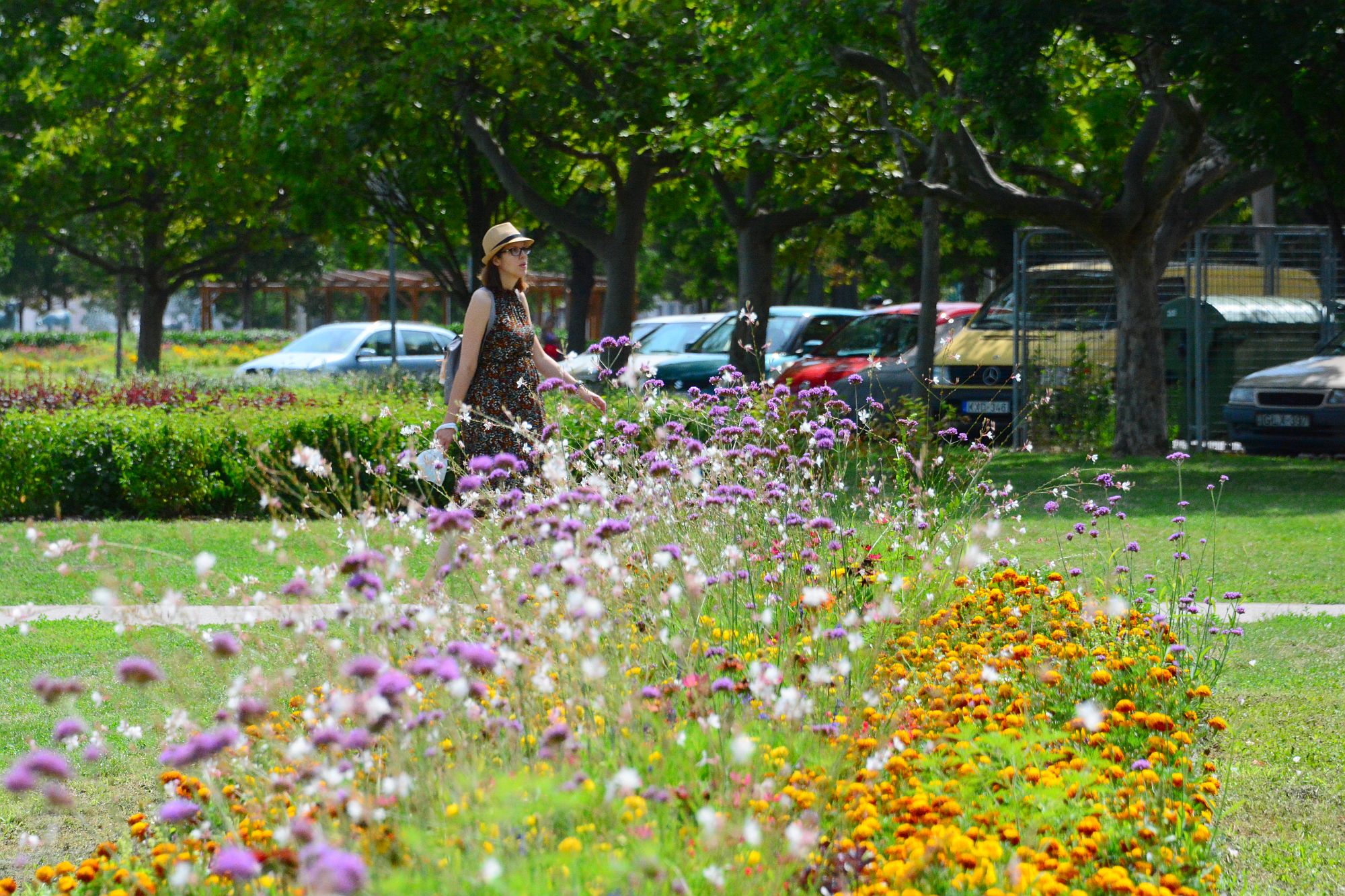 Városszerte csodálatosan virágba borultak az egynyári növények